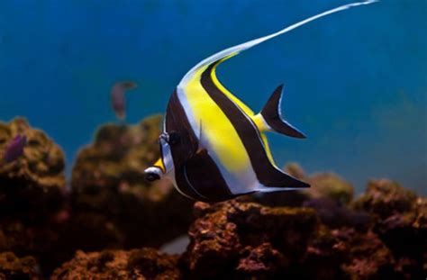 Buy Marine Reef Fishes in Ahmedabad, Gujarat | AquaStudio Ahmedabad