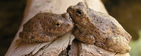 Image result for Types of Tree Frogs