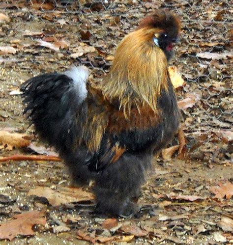 Partridge Silkie Chicken