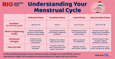 Estrogen Menstrual Cycle Hormones How To Increase Energy Levels During