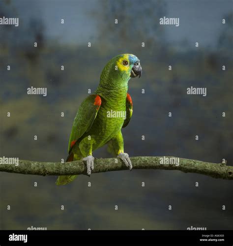 Blue fronted Amazon Parrot Amazona aestiva Stock Photo - Alamy
