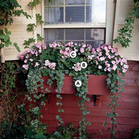 Easy Recipes for Window Boxes in Shade