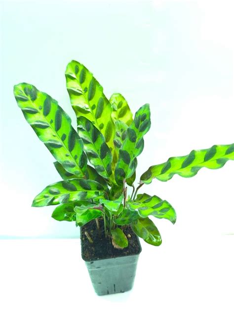 Calathea Insignis (Well Rooted Plant Without Pot) – pazhassigarden