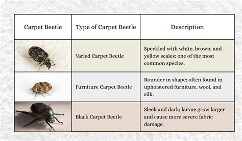 How to Get Rid of Carpet Beetles | Right Price Carpet Cleaning