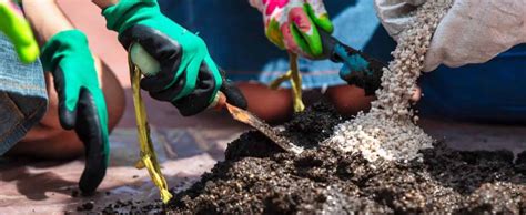 Gardening Bee Organic Rice Hulls (Husk) for Plants - (10kg) Best Paddy ...