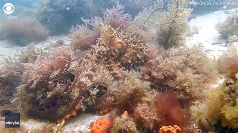 Camouflage Octopus