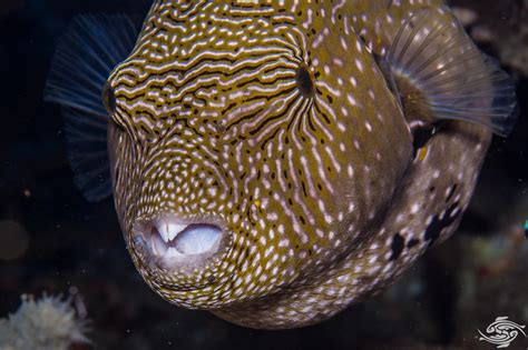 Map Pufferfish – Facts and Photographs | Seaunseen