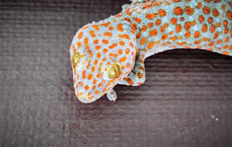 Image result for Gecko Pattern-Free