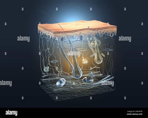 Corpuscle of ruffini hi-res stock photography and images - Alamy