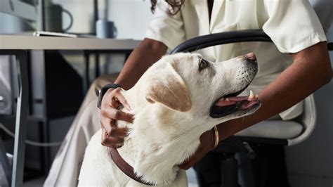 Dog Dose Of Meloxicam at Mark Cox blog