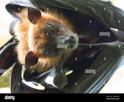 Greater Indian Fruit Bat at Kai Haddon blog