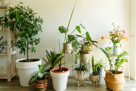 12 genuine Best Indoor Plants