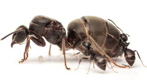 Size Of Queen Ant