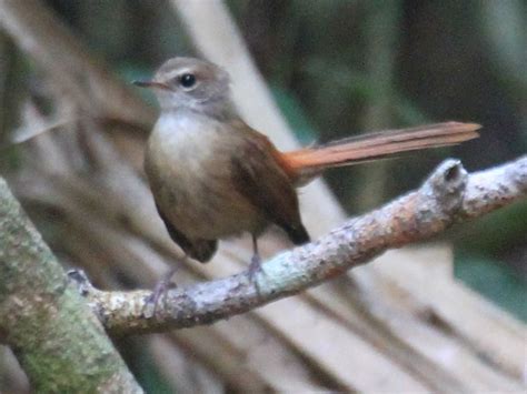 Long-tailed Fantail - eBird