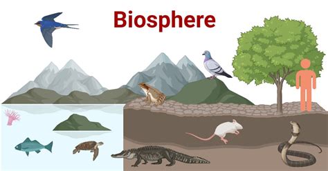 Biosphere Examples 的图像结果