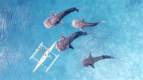 Best Places In The World To Swim, Scuba Dive, or Snorkel With Whale Sharks - Dips and Trips