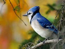 Cool Bird by Cool Pictures Images Photos For Awesome Birds Cool Bird