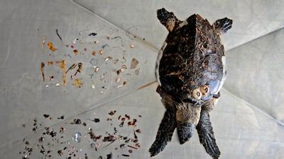 Turtles in UAE killed by eating waste plastic - in pictures | The National