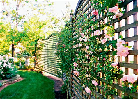 These 11 Vine Supports Take Climbing Flowers to the Next Level