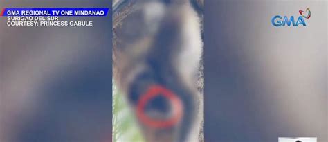 Pet Monkey Aggression 的图像结果