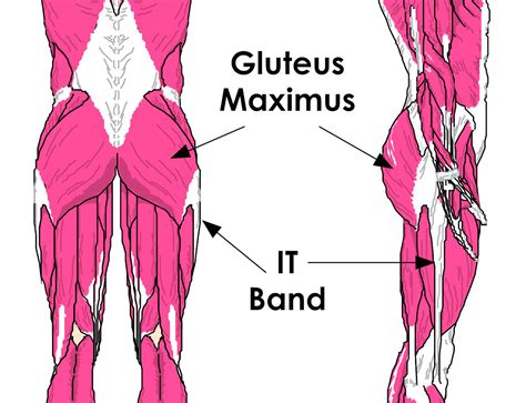 Gluteal Anatomy Definition at Rita Clark blog