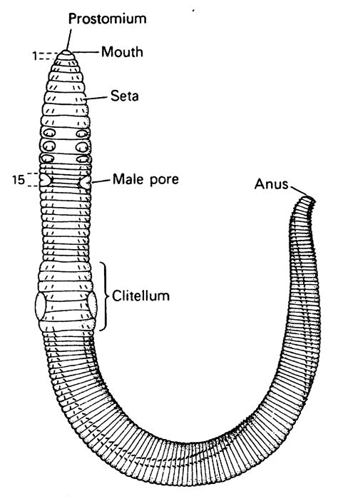 Worm Earthworm Labeled Diagrams Earthworms Labelled Worms Segmented ...