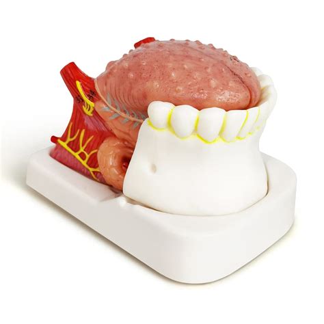 Buy Evotech Human Tongue Anatomy Model, 4 Part Life Size Numbered Human ...