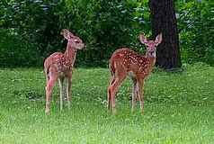 Image result for Raising Wild Baby Rabbits