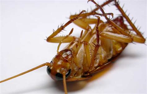 打死蟑螂的地方要怎么处理 蟑螂是什么_知秀网