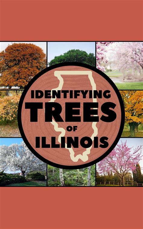 Buy Identifying Trees of Illinois: A Simple Identification Guide Book ...