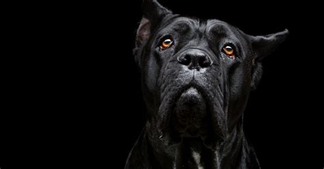 Cane Corso Protection 的图像结果