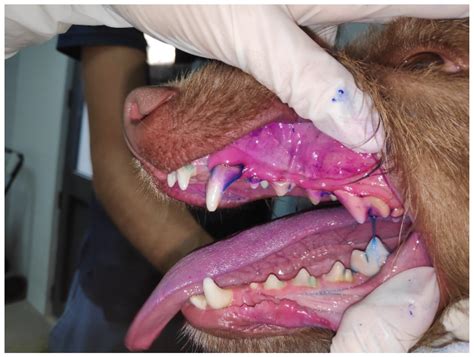 Dog periodontal disease treatment cost online