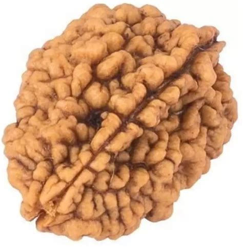 Buy ShivTantra 2 mukhi Kaju Rudraksha Bead Certified/Original Two Mukhi ...
