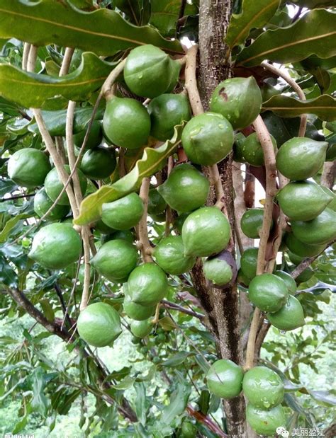澳洲坚果种植技术澳洲坚果-果蔬网