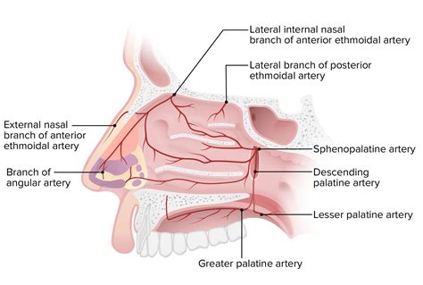 Anatomia do Nariz | Concise Medical Knowledge