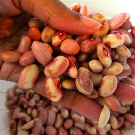 Orange Ginger Anasazi Beans