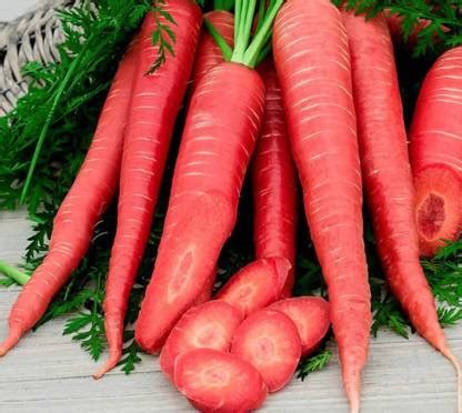 RUDAN Red Carrot Seed Price in India - Buy RUDAN Red Carrot Seed online ...