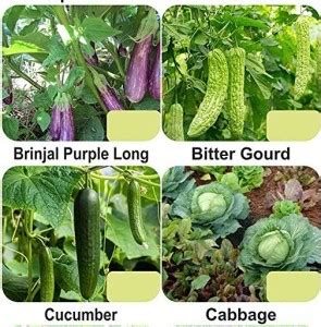 CYBEXIS 4-Varieties-Hybrid Vegetable Seeds Combo Seed Price in India ...