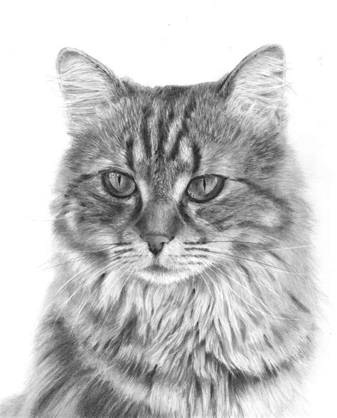 Graphite Pencil Drawing Tutorials of Animals 的图像结果