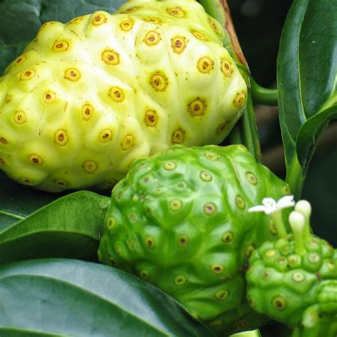 Noni/cheese fruit - Fruit Plants & Tree– Exotic Flora