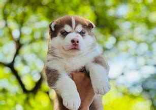 Siberian Husky Price In India (Dec 2024) - Siberian Husky - Best For Pets