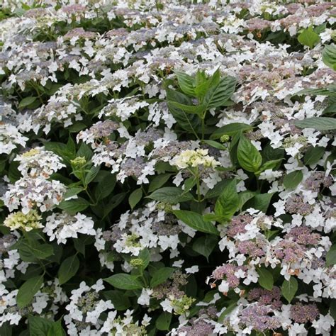 Buy lacecap hydrangea Hydrangea macrophylla 'Lanarth White': Delivery ...
