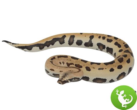 Matrix Blood Python 的图像结果