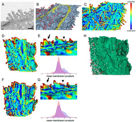 FIB-SEM as a Volume Electron Microscopy Approach to Study Cellular ...