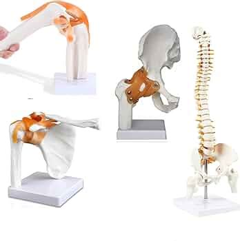 Myaskro Anatomical Joints Models Bundle - Knee, Shoulder, Hip and Spine ...