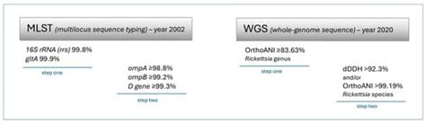 Rickettsia Species: Genetic Variability, Vectors, and Rickettsiosis—A ...
