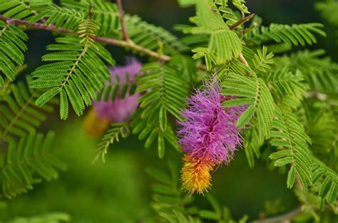 Jammi Chettu: The Tree of Life – Grow Billion Trees