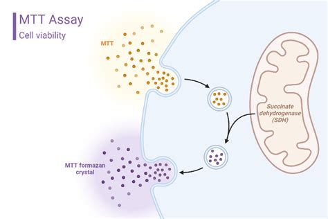 Image result for MTT Assay Using OriginPro
