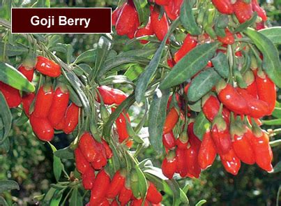 SEBZE FİDESİ, Organik Sebze Fidesi, Domates Fidesi, Salatalık Fidesi ...