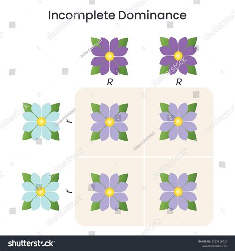 Incomplete Dominance Flowers: Over 11 Royalty-Free Licensable Stock Vectors & Vector Art ...